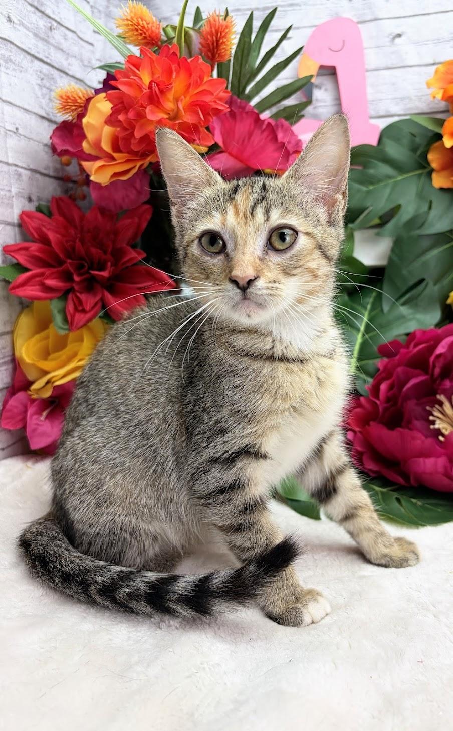 Cherry - The Zoomie Gremlin, Adoptable, Kitten Female Domestic Short Hair.