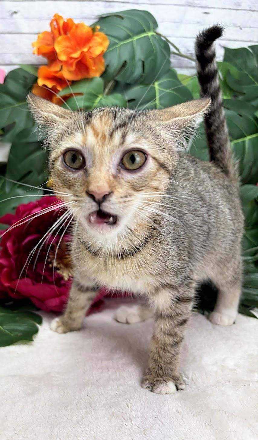 Enlarge Cherry - The Zoomie Gremlin, a Adoptable Domestic Short Hair in Parsippany, NJ image 2/4