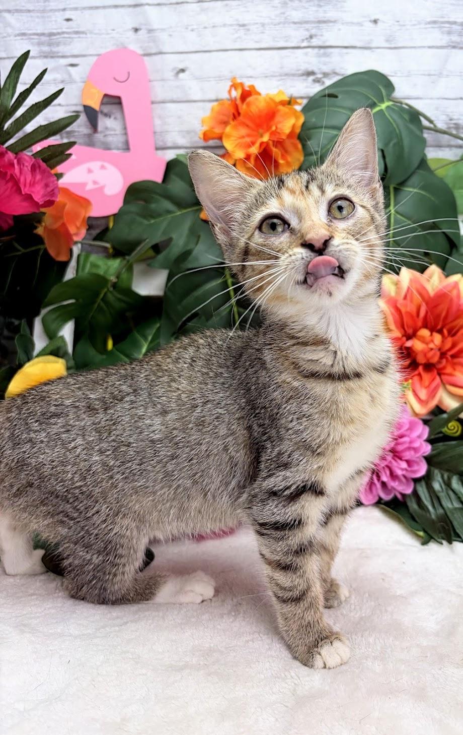Enlarge Cherry - The Zoomie Gremlin, a Adoptable Domestic Short Hair in Parsippany, NJ image 4/4