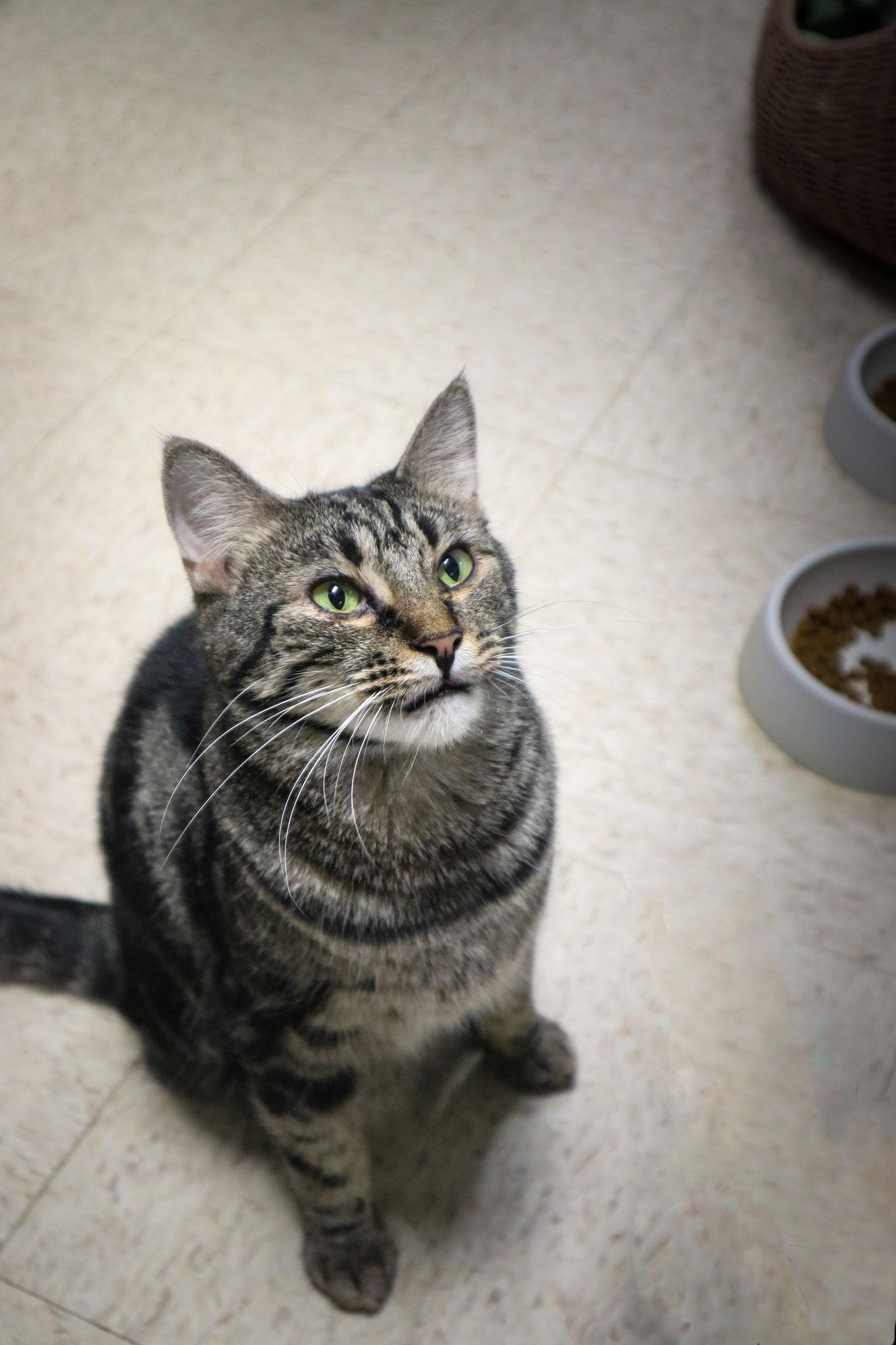 SABRINA, Adopted, Adult Female Domestic Short Hair & Tabby.