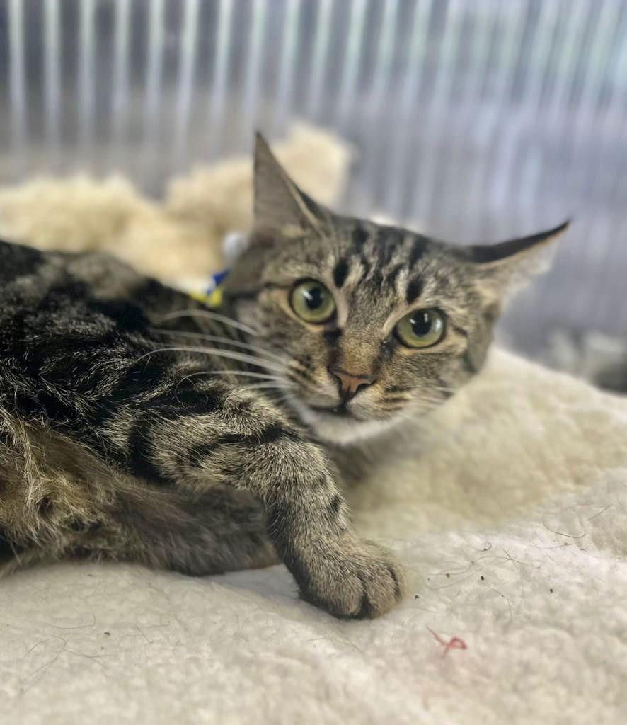 SABRINA, a Adopted mixed breed in Margate, FL image 2/3