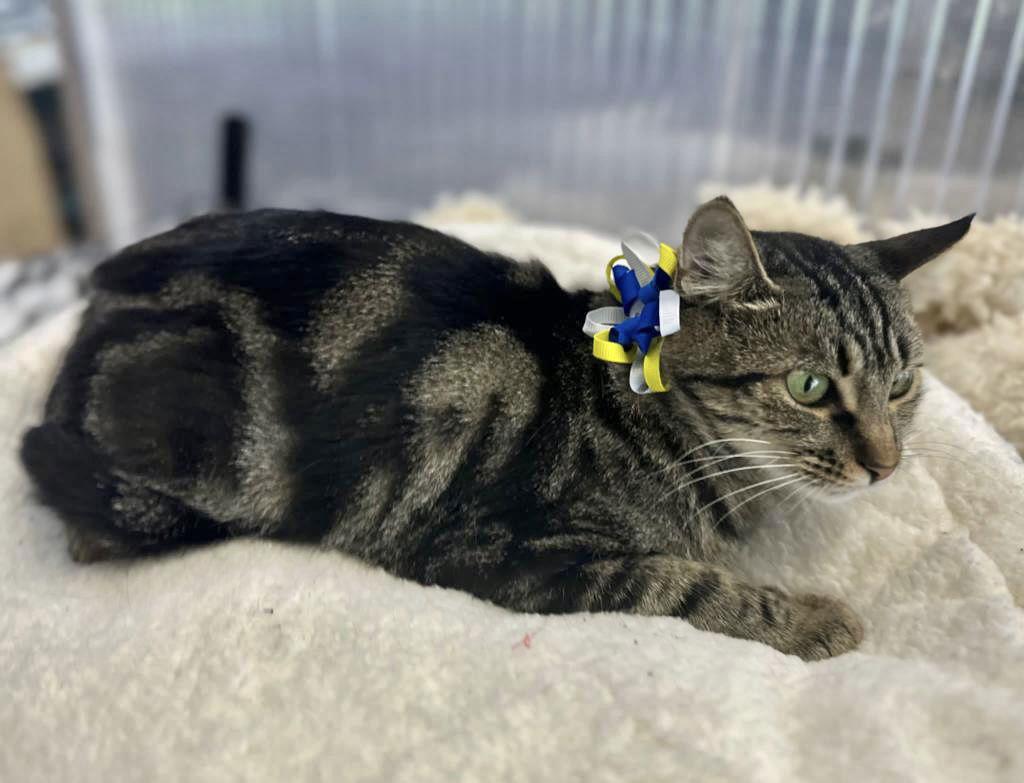 SABRINA, a Adopted mixed breed in Margate, FL image 3/3