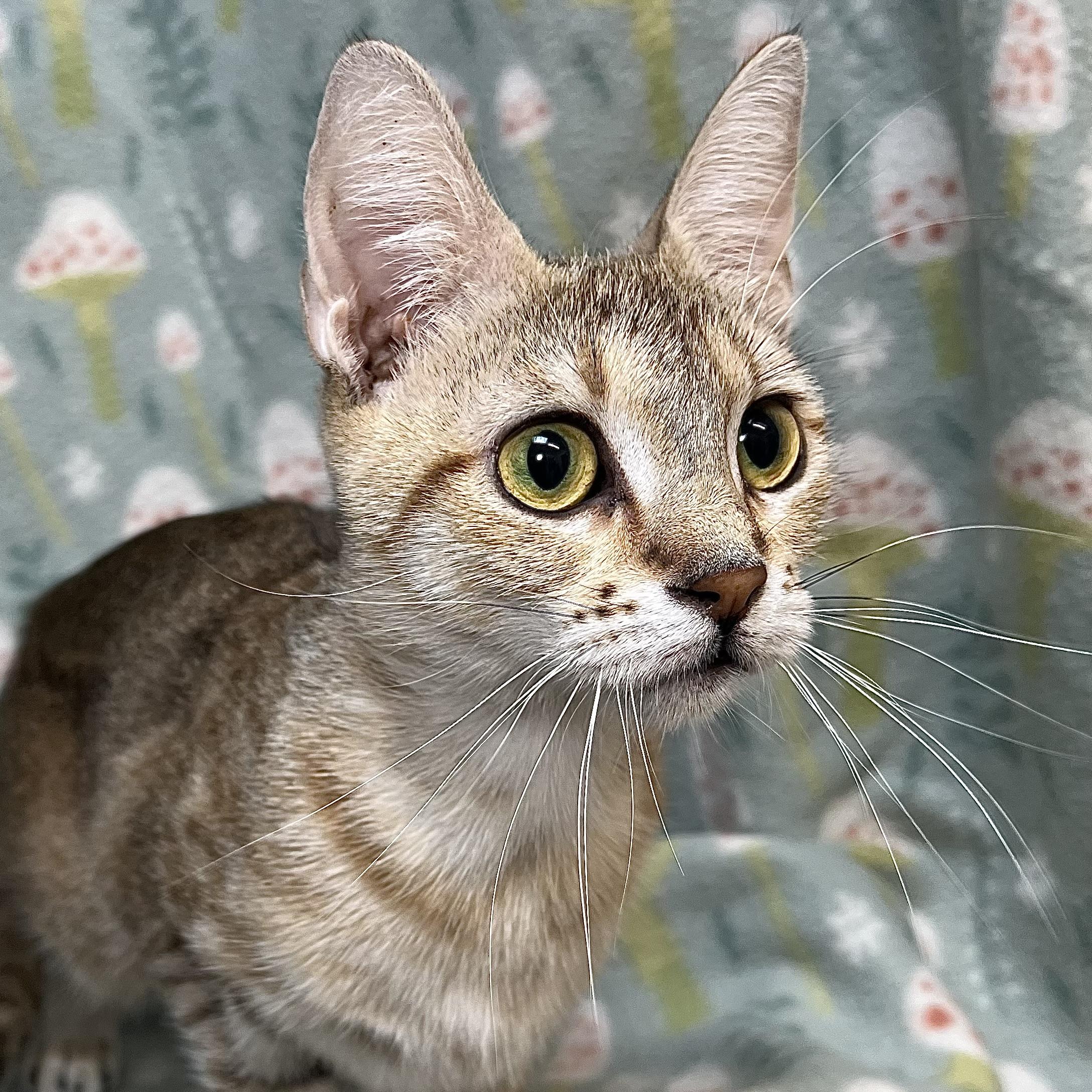 Nixie, ADOPTABLE, Young Female Domestic Short Hair.