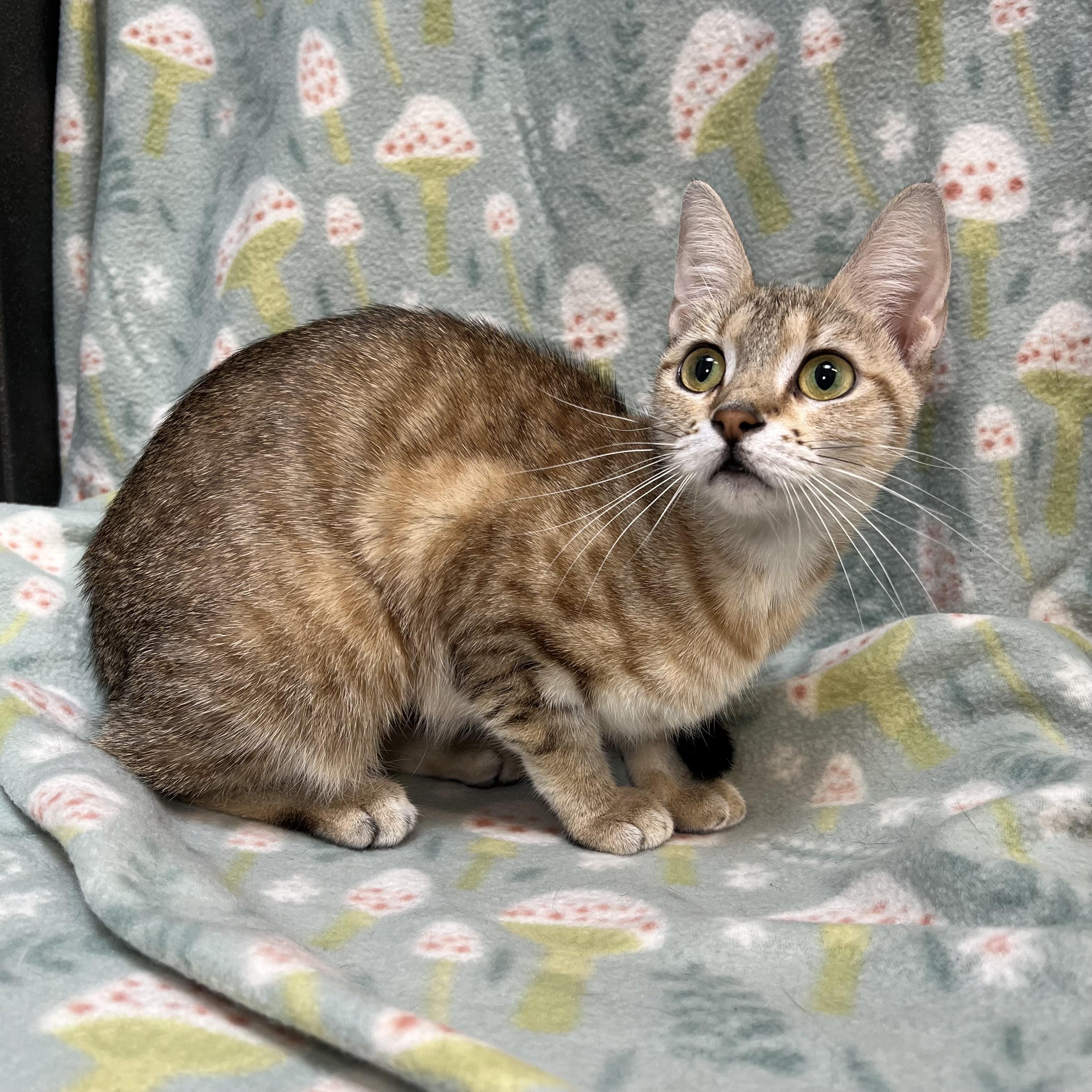 Nixie, a ADOPTABLE Domestic Short Hair in Fairmont, MN image 3/6