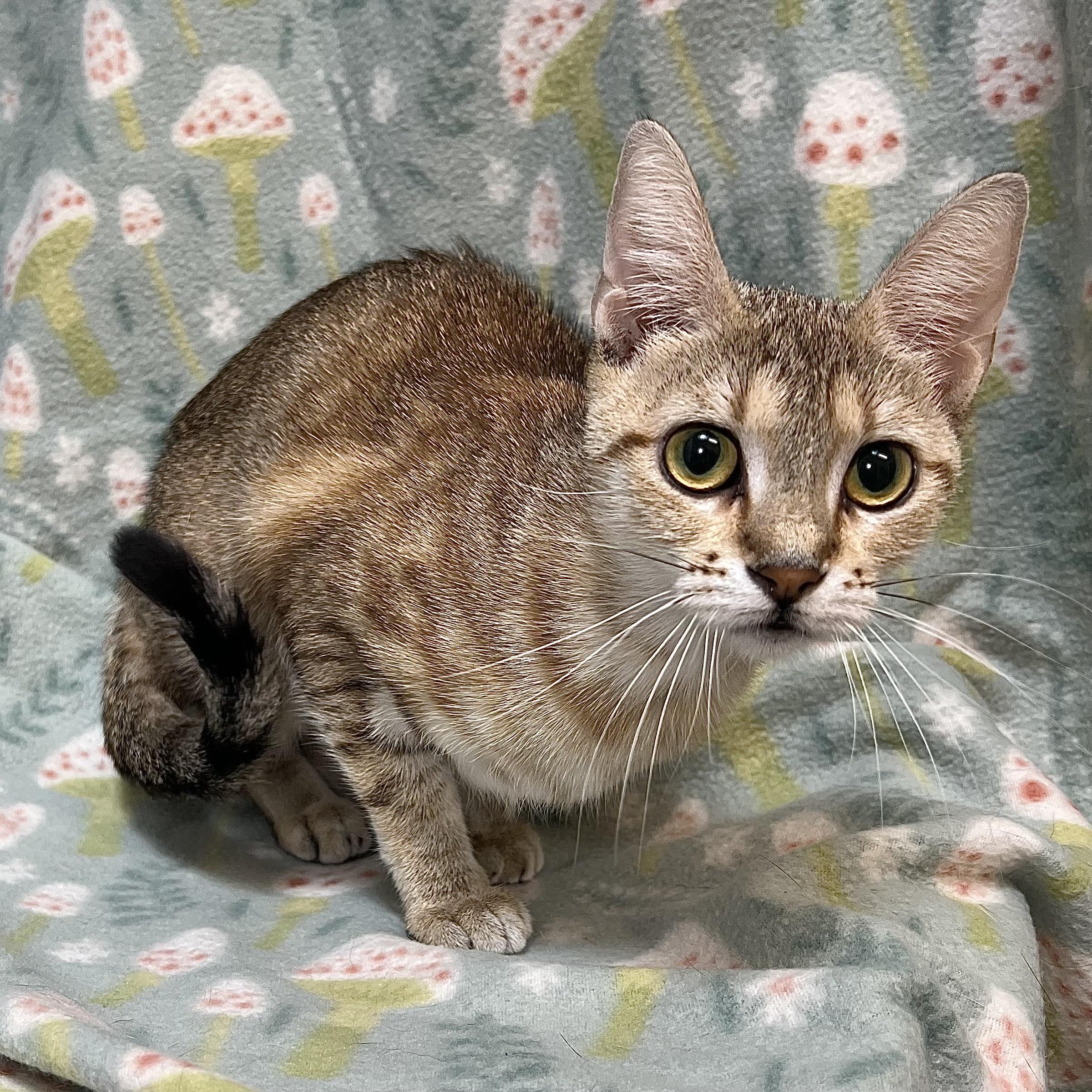 Nixie, a ADOPTABLE Domestic Short Hair in Fairmont, MN image 2/6