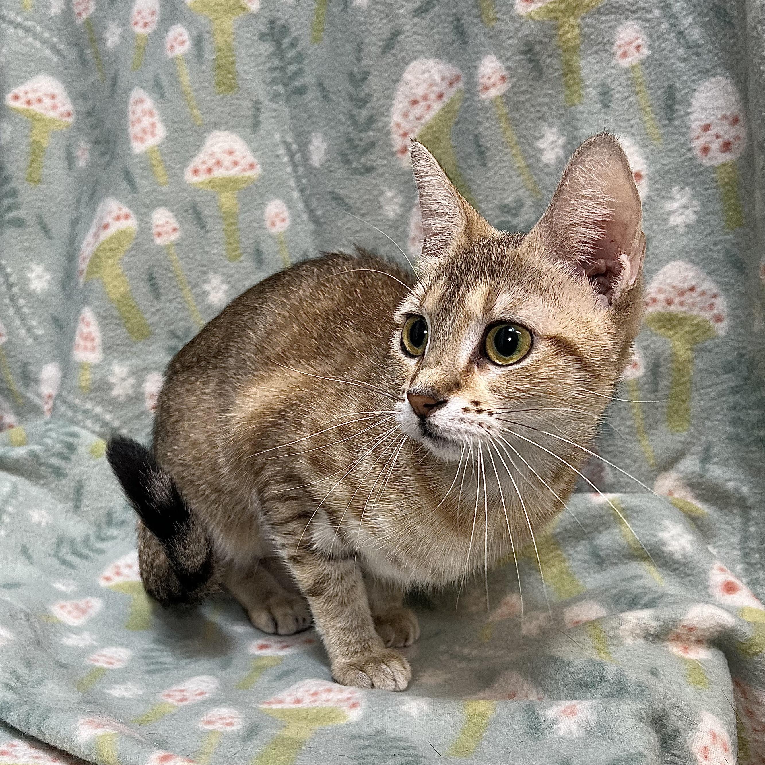 Nixie, a ADOPTABLE Domestic Short Hair in Fairmont, MN image 5/6