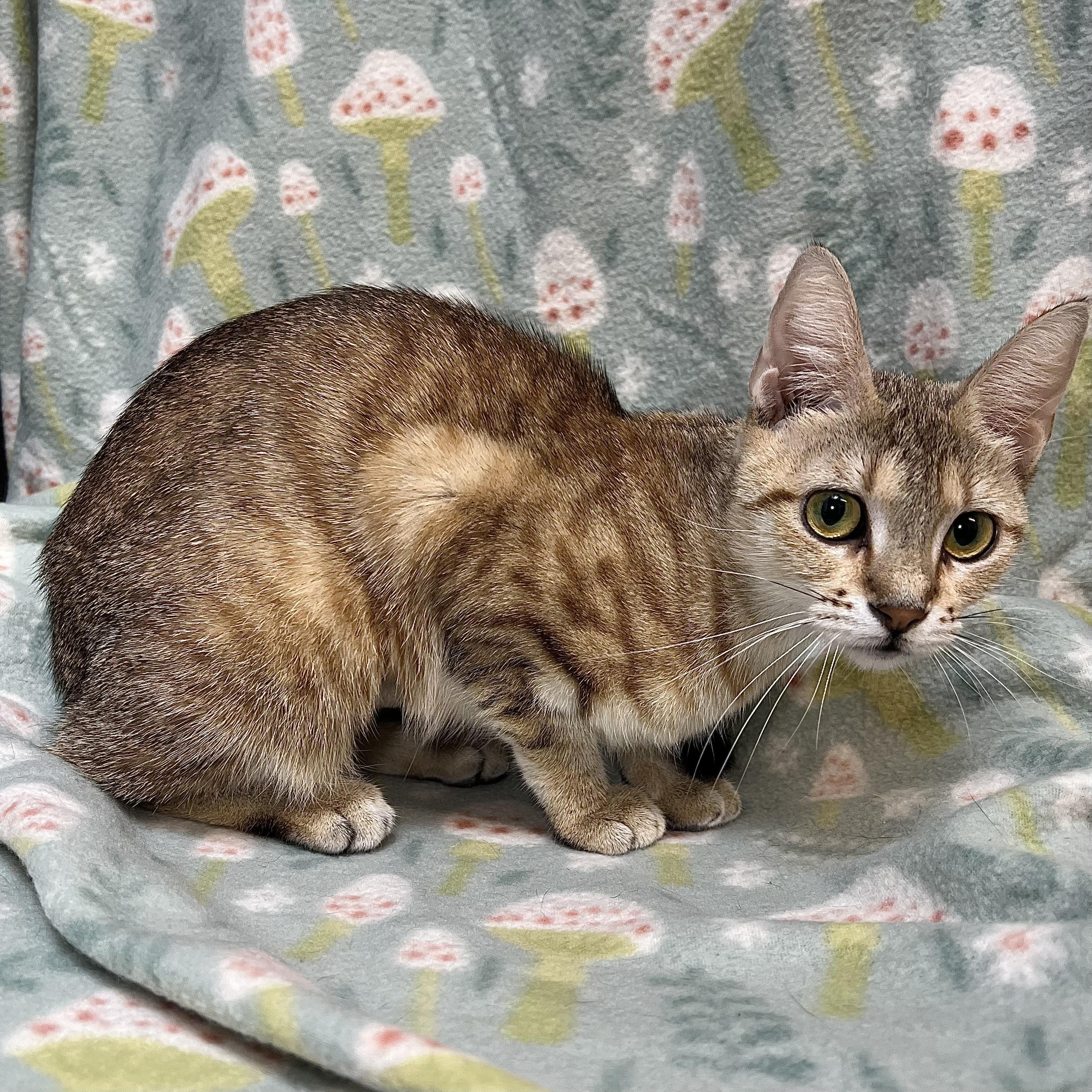 Nixie, a ADOPTABLE Domestic Short Hair in Fairmont, MN image 6/6