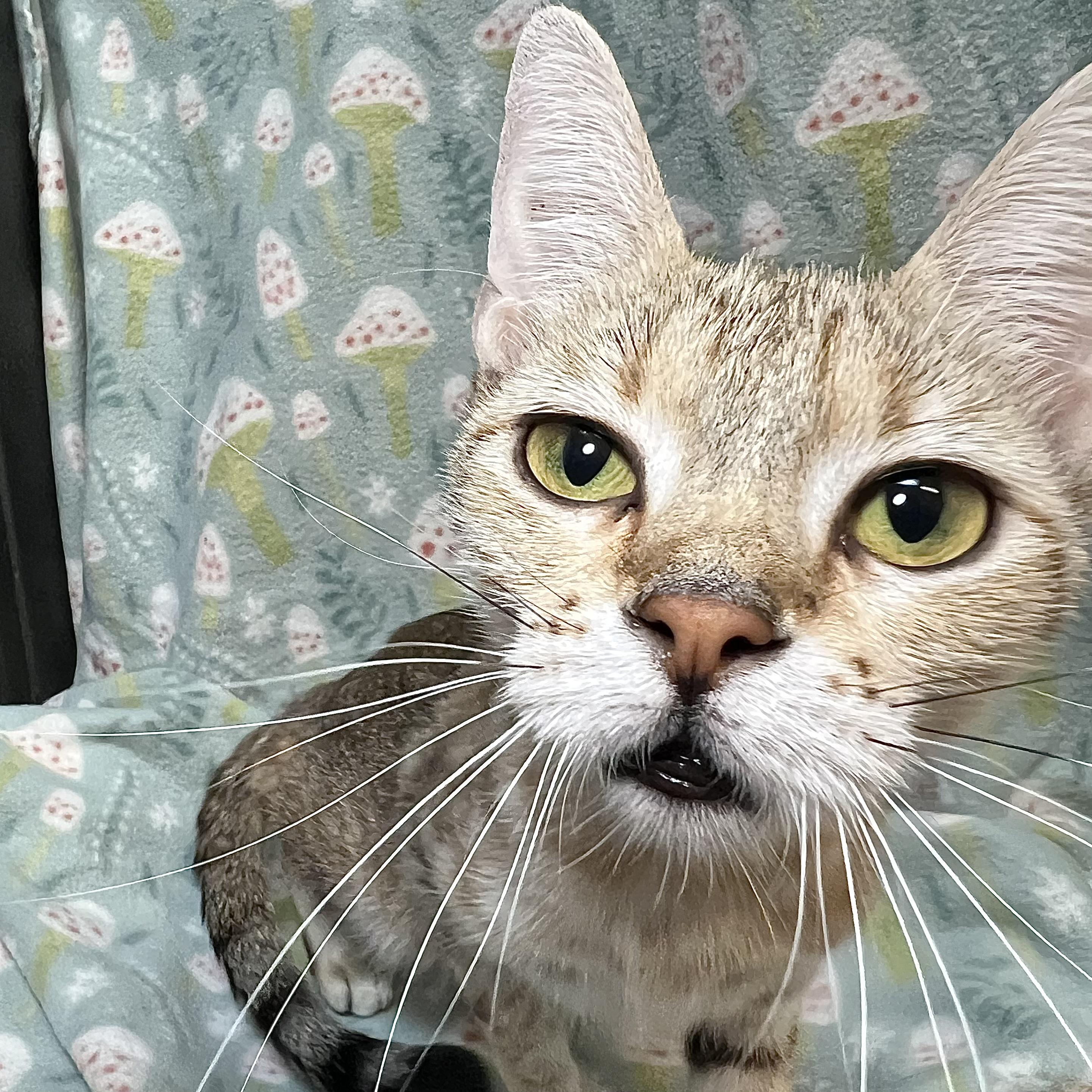 Nixie, a ADOPTABLE Domestic Short Hair in Fairmont, MN image 4/6