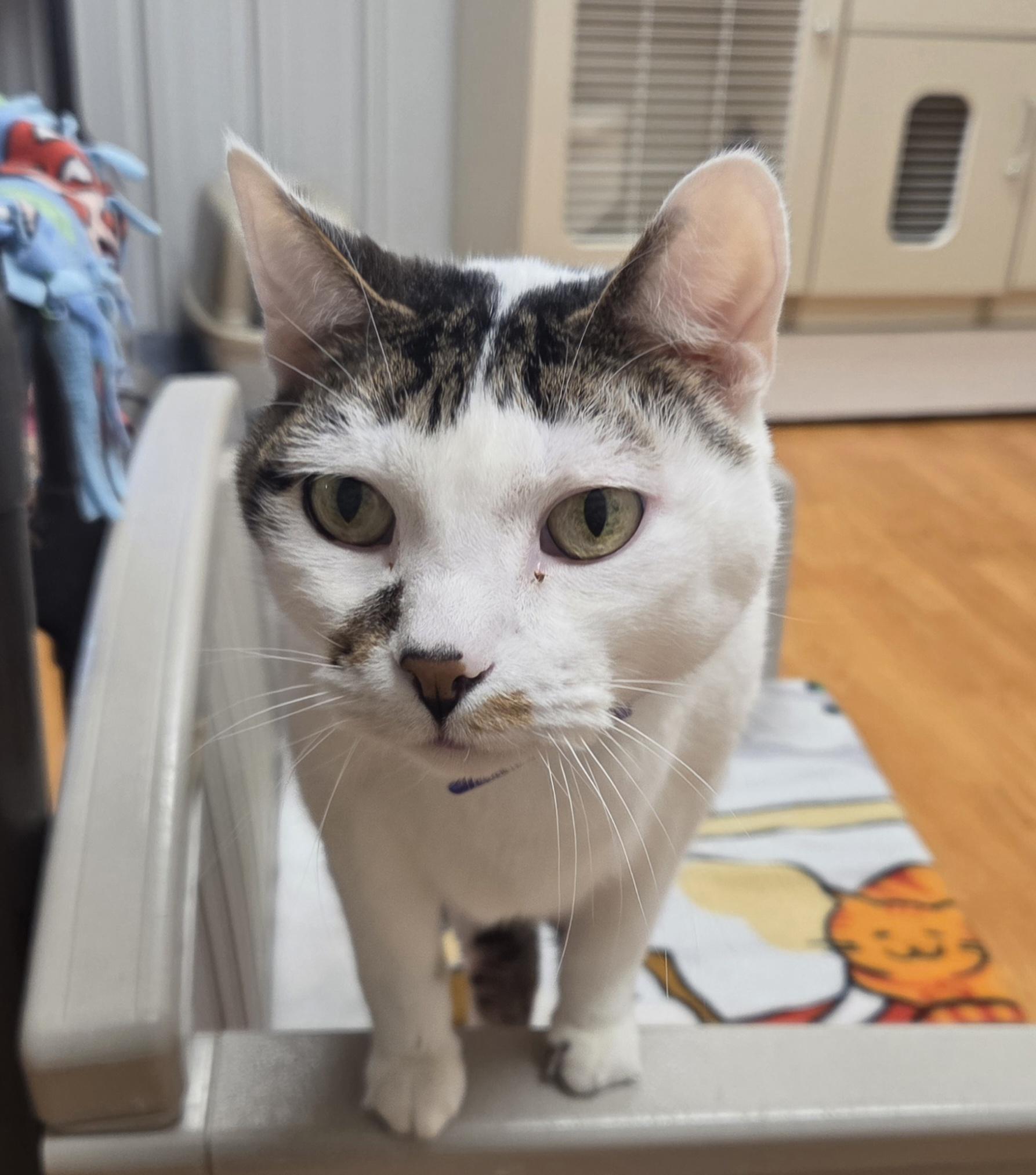 Jordy, ADOPTABLE, Senior Male Domestic Short Hair.