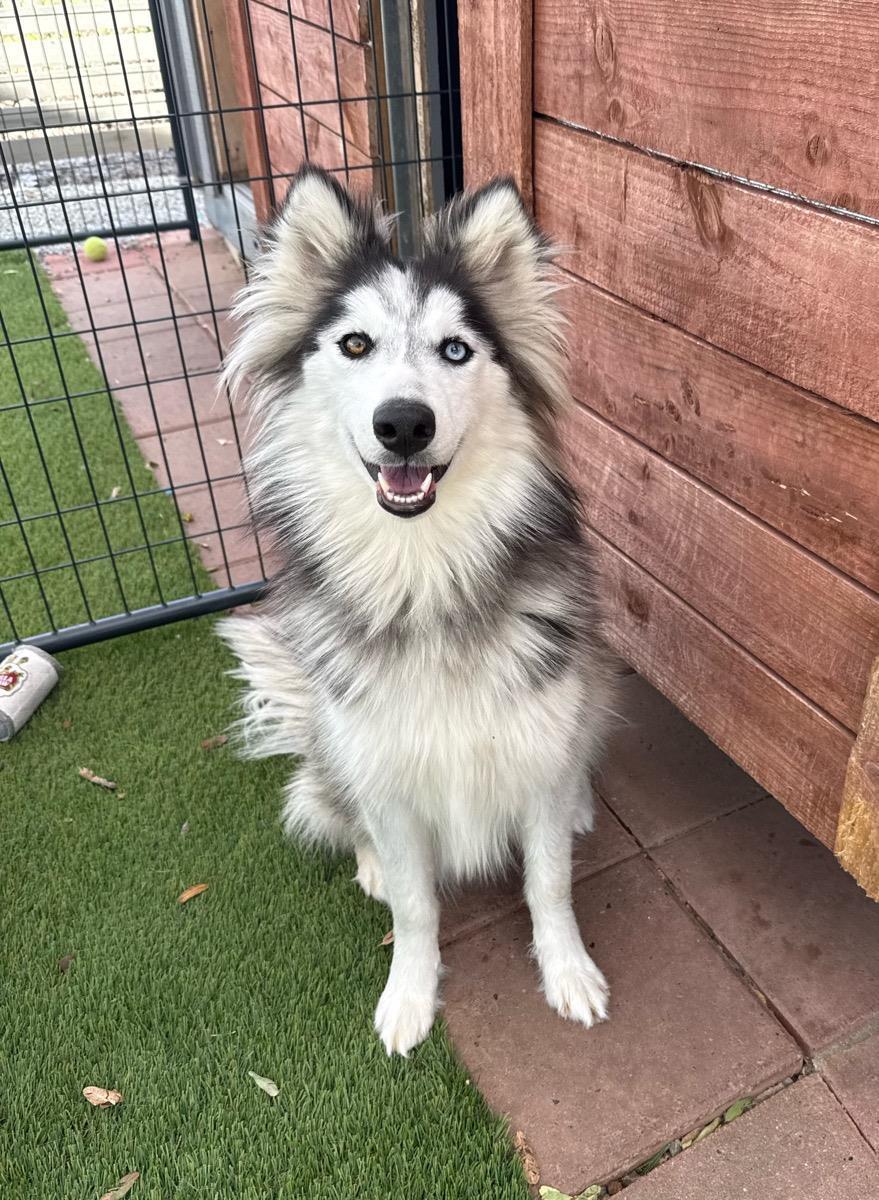 Enlarge Ashley, an adoptable Husky in Temecula, CA image 1/1