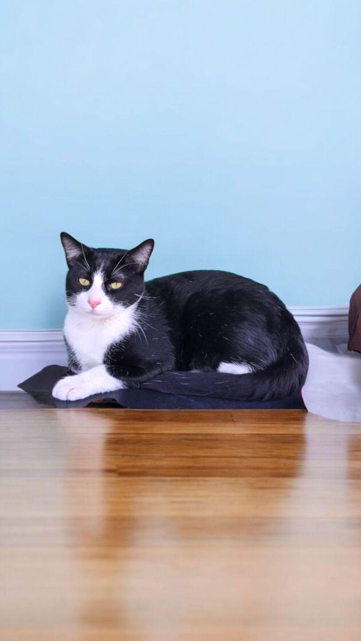 Hansel, Adoptable, Young Male Tuxedo & Domestic Short Hair.