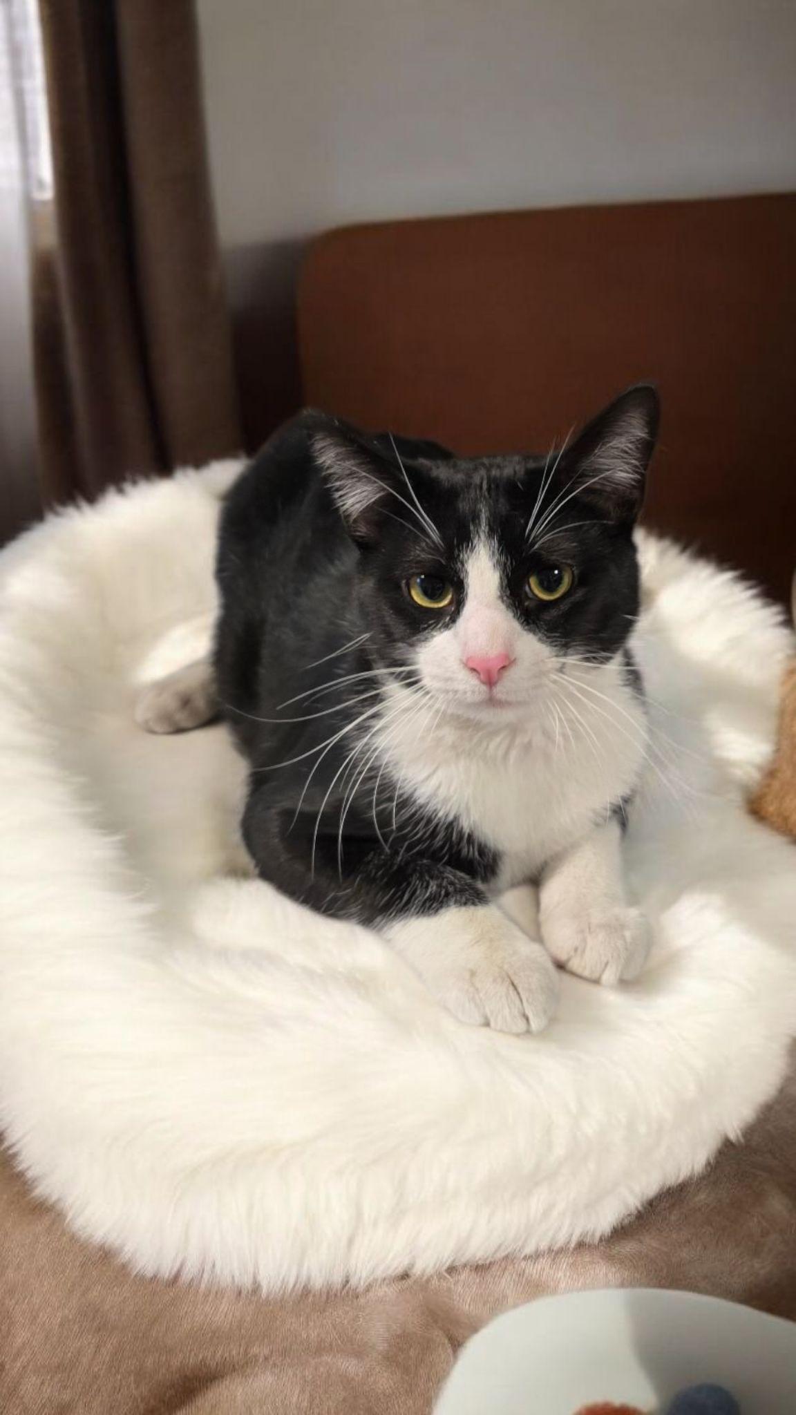 Hansel, a Adoptable mixed breed in Hawthorne, CA image 2/2