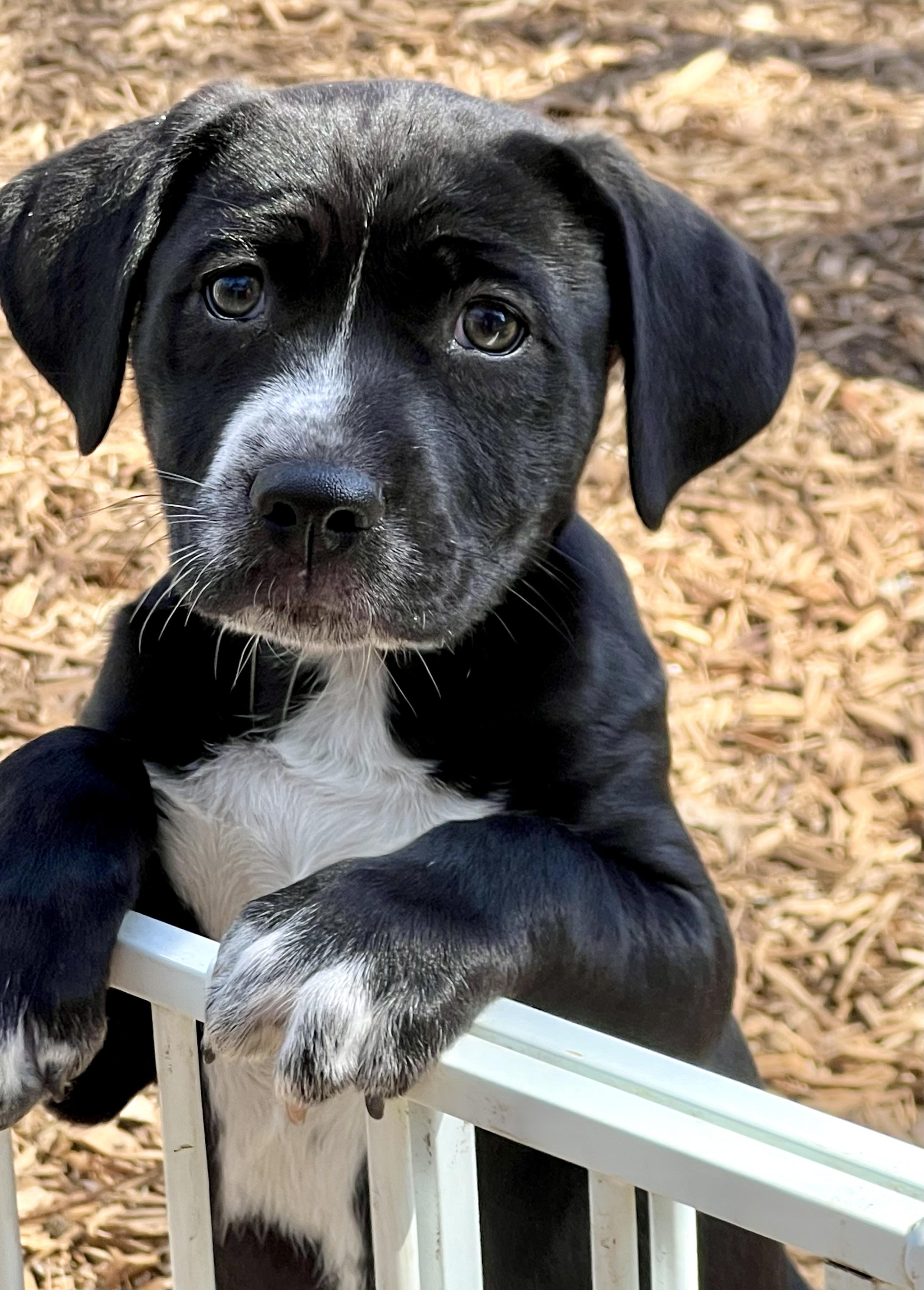Lily, ADOPTABLE, Puppy Female Mixed Breed.