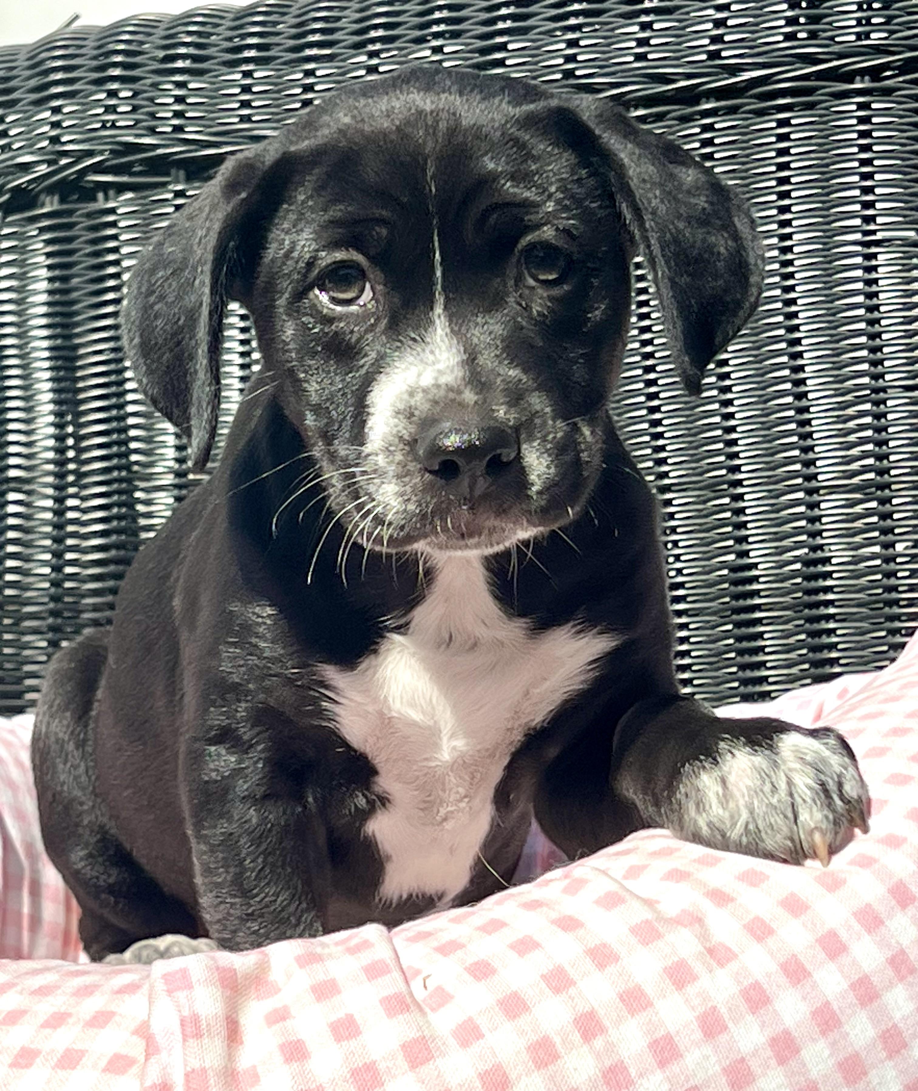 Enlarge Lily, a ADOPTABLE Mixed Breed in Mt Pleasant, SC image 5/6