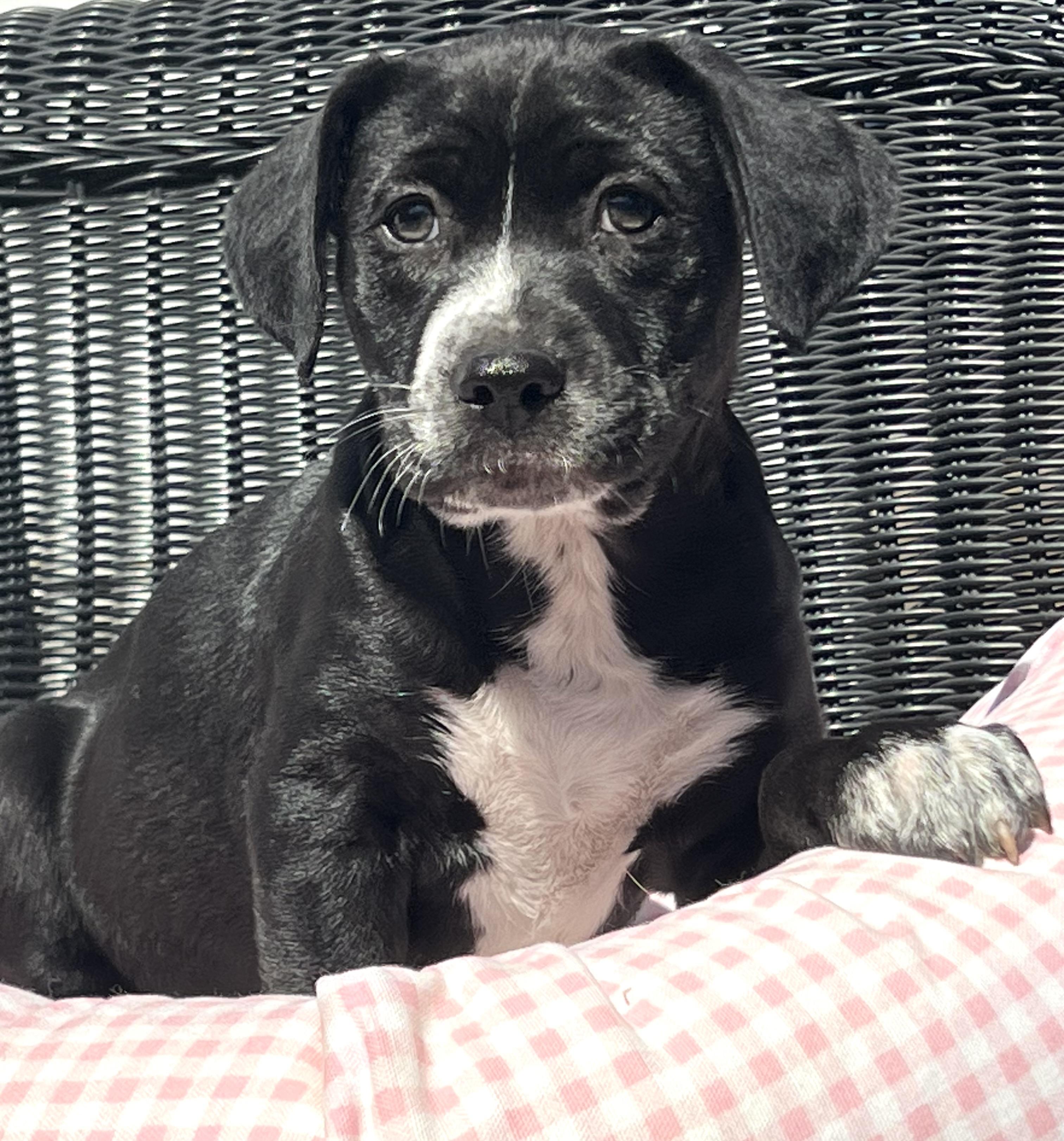 Lily, ADOPTABLE, Puppy Female Mixed Breed.