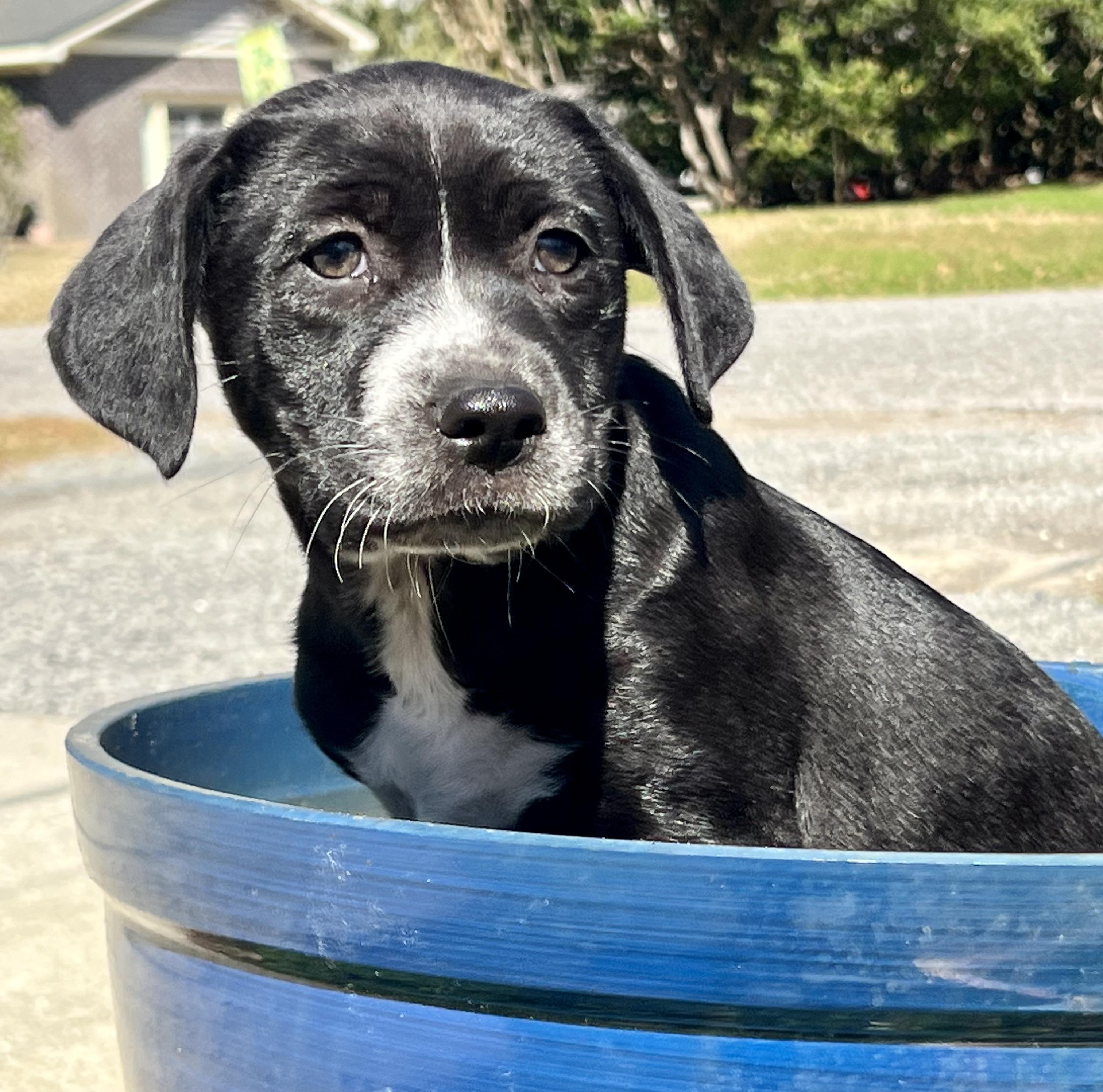 Enlarge Lily, a ADOPTABLE Mixed Breed in Mt Pleasant, SC image 4/6
