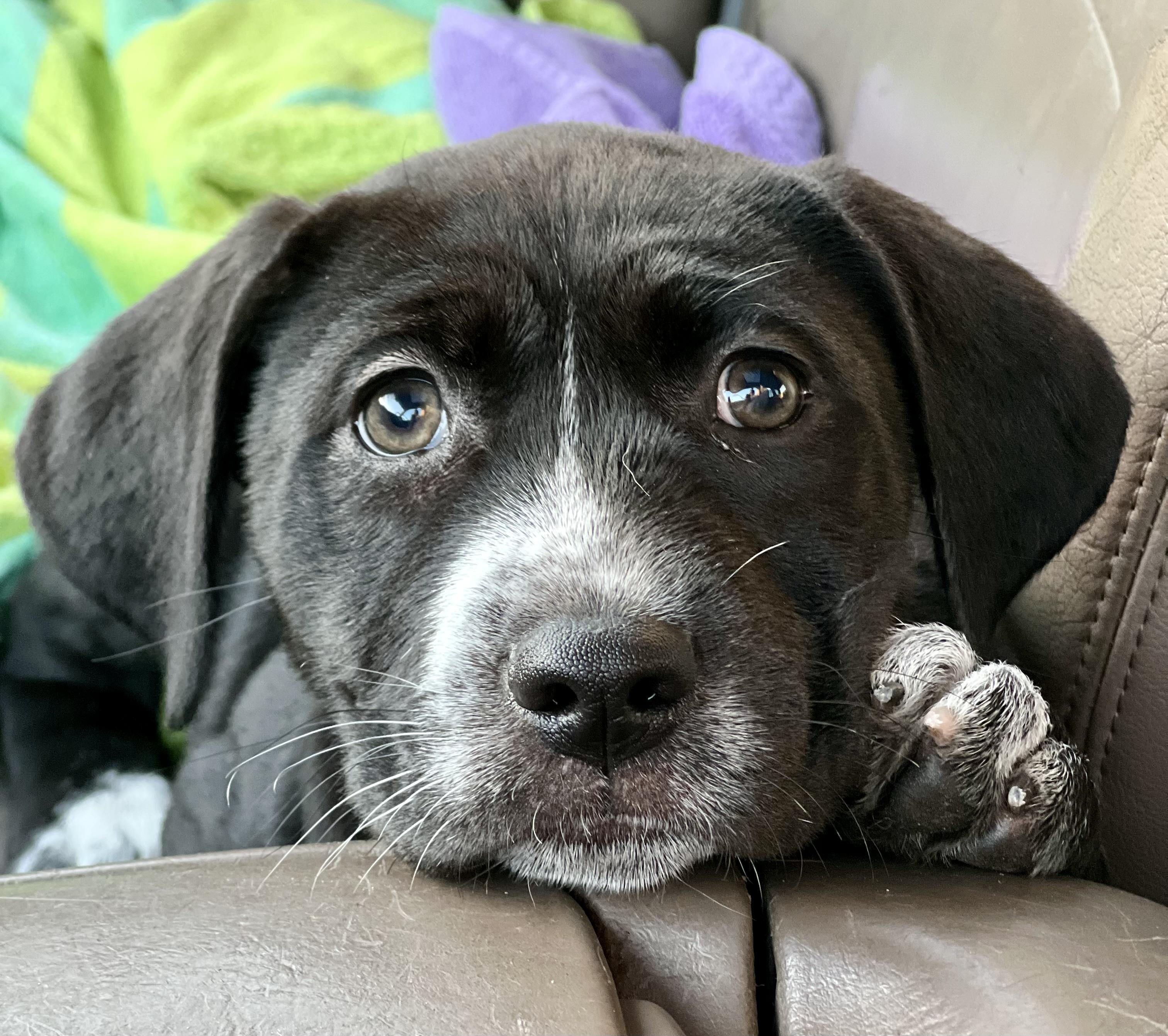 Enlarge Lily, a ADOPTABLE Mixed Breed in Mt Pleasant, SC image 2/6