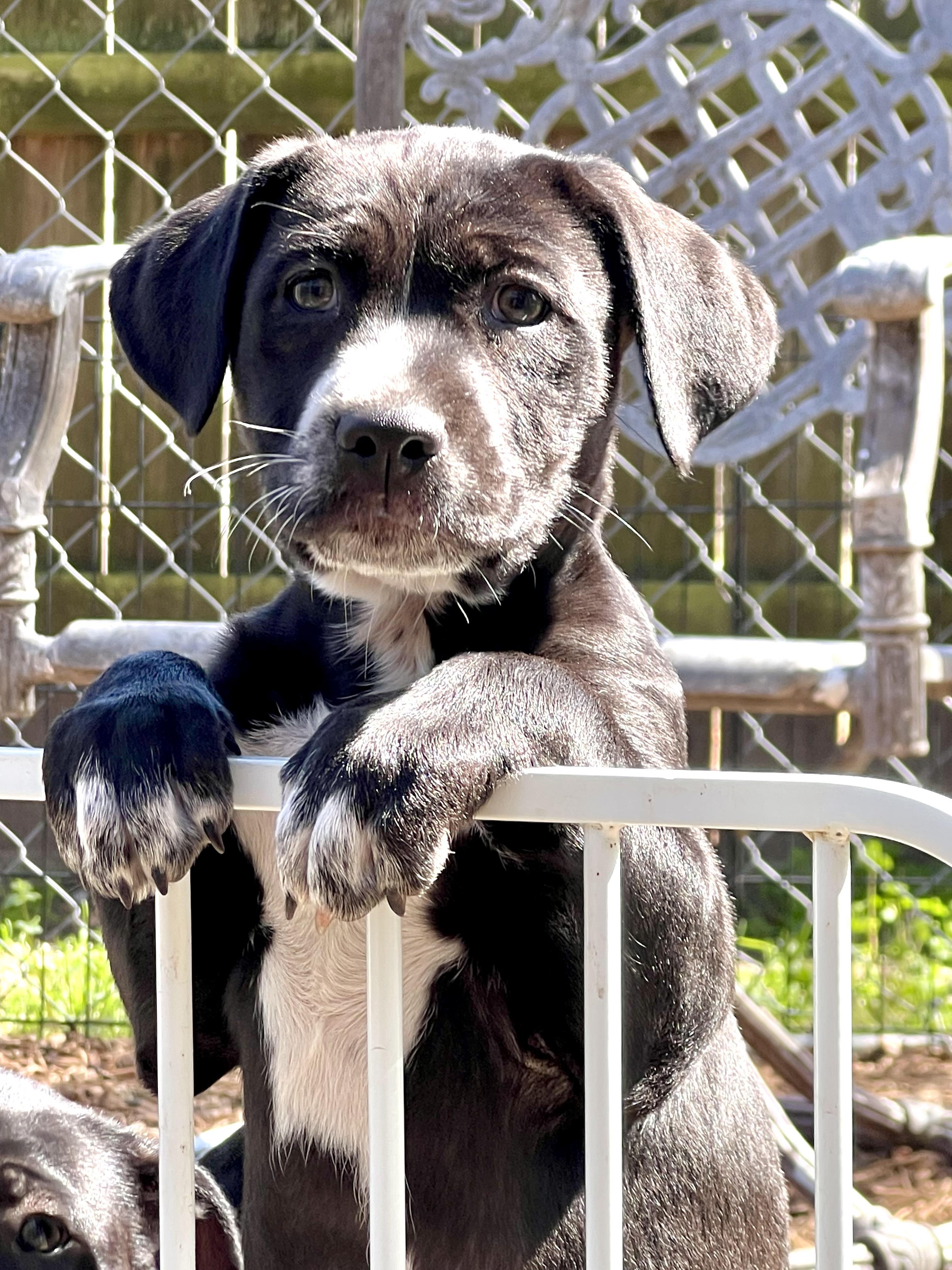 Enlarge Lily, a ADOPTABLE Mixed Breed in Mt Pleasant, SC image 6/6