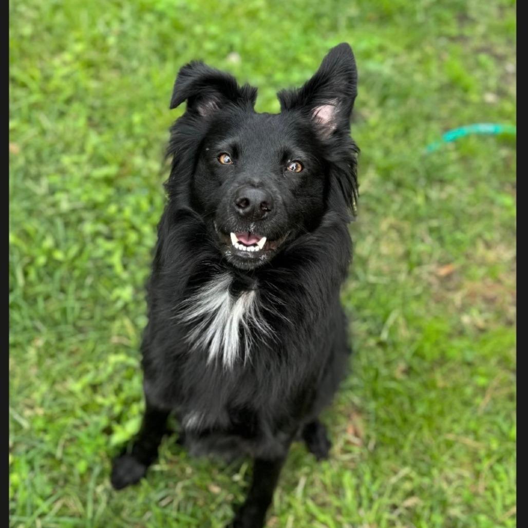 Enlarge Floki, a Adoptable mixed breed in New Orleans, LA image 1/5
