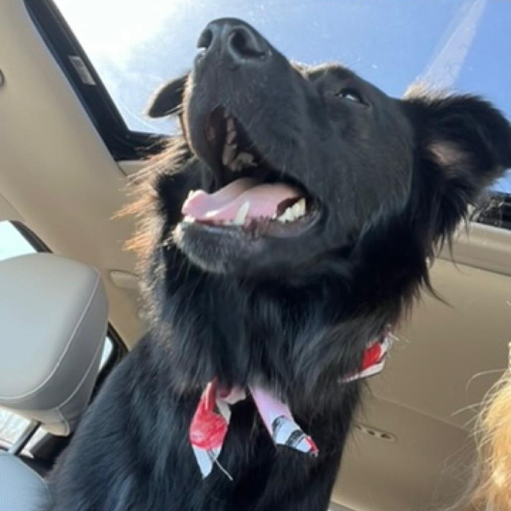Enlarge Floki, a Adoptable mixed breed in New Orleans, LA image 2/5