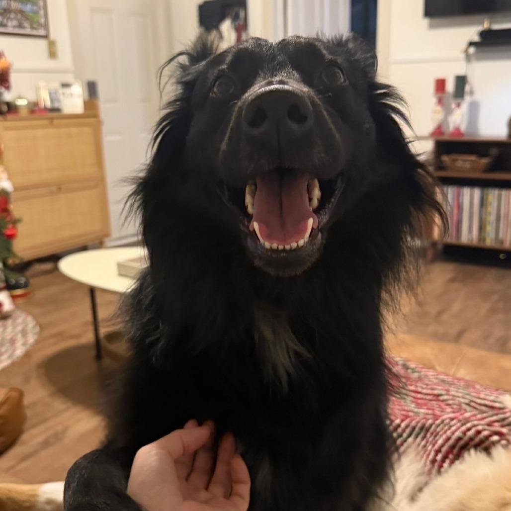 Enlarge Floki, a Adoptable mixed breed in New Orleans, LA image 3/5