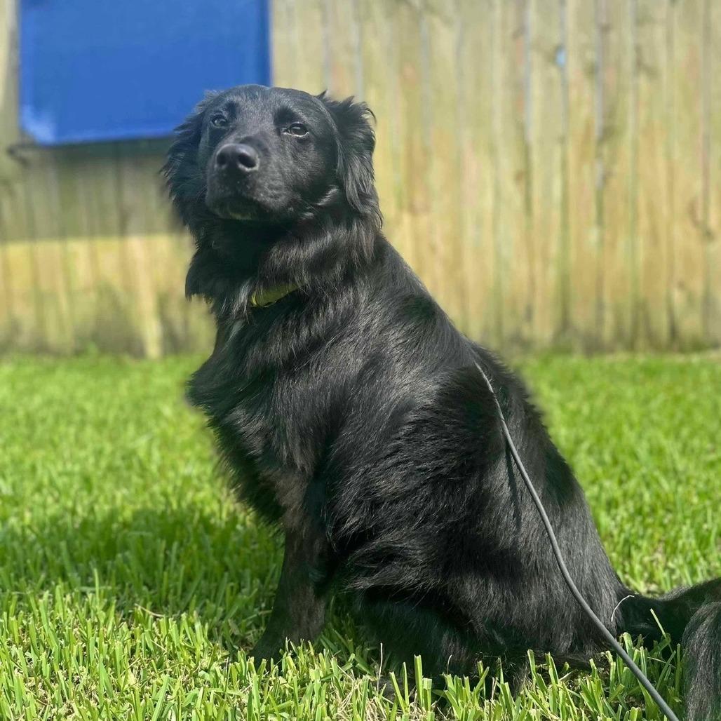 Enlarge Floki, a Adoptable mixed breed in New Orleans, LA image 5/5