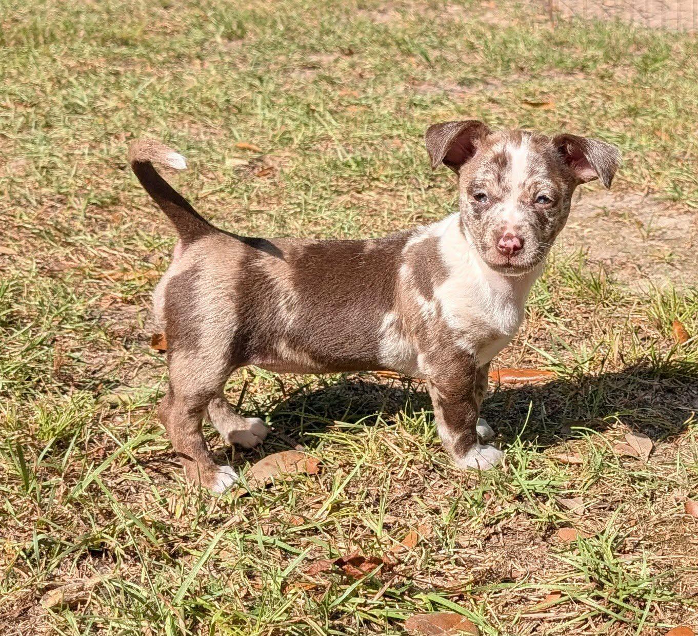Sundae, adopted, Puppy Female Dachshund.