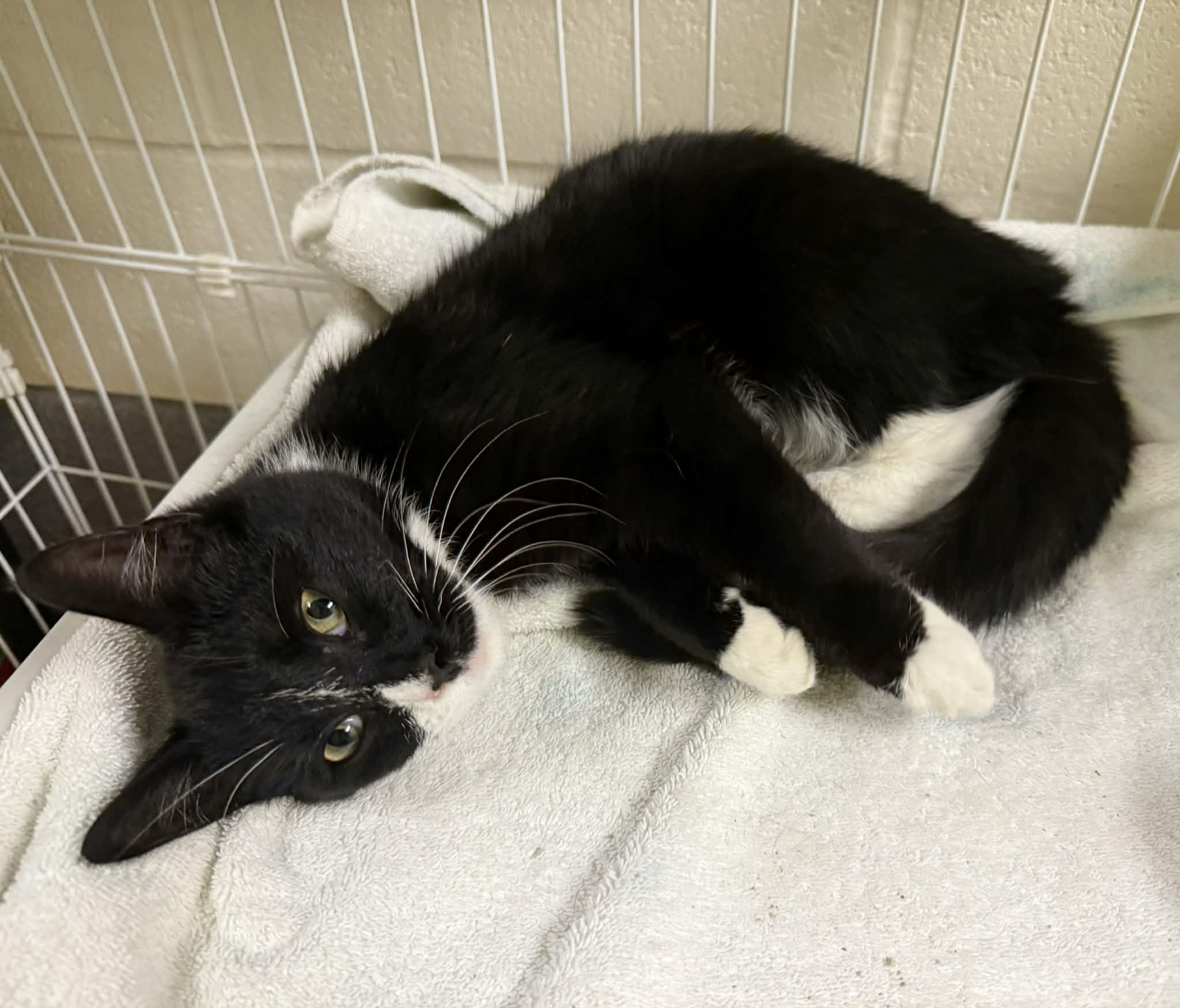 Frost, adopted, Young Female Domestic Short Hair.