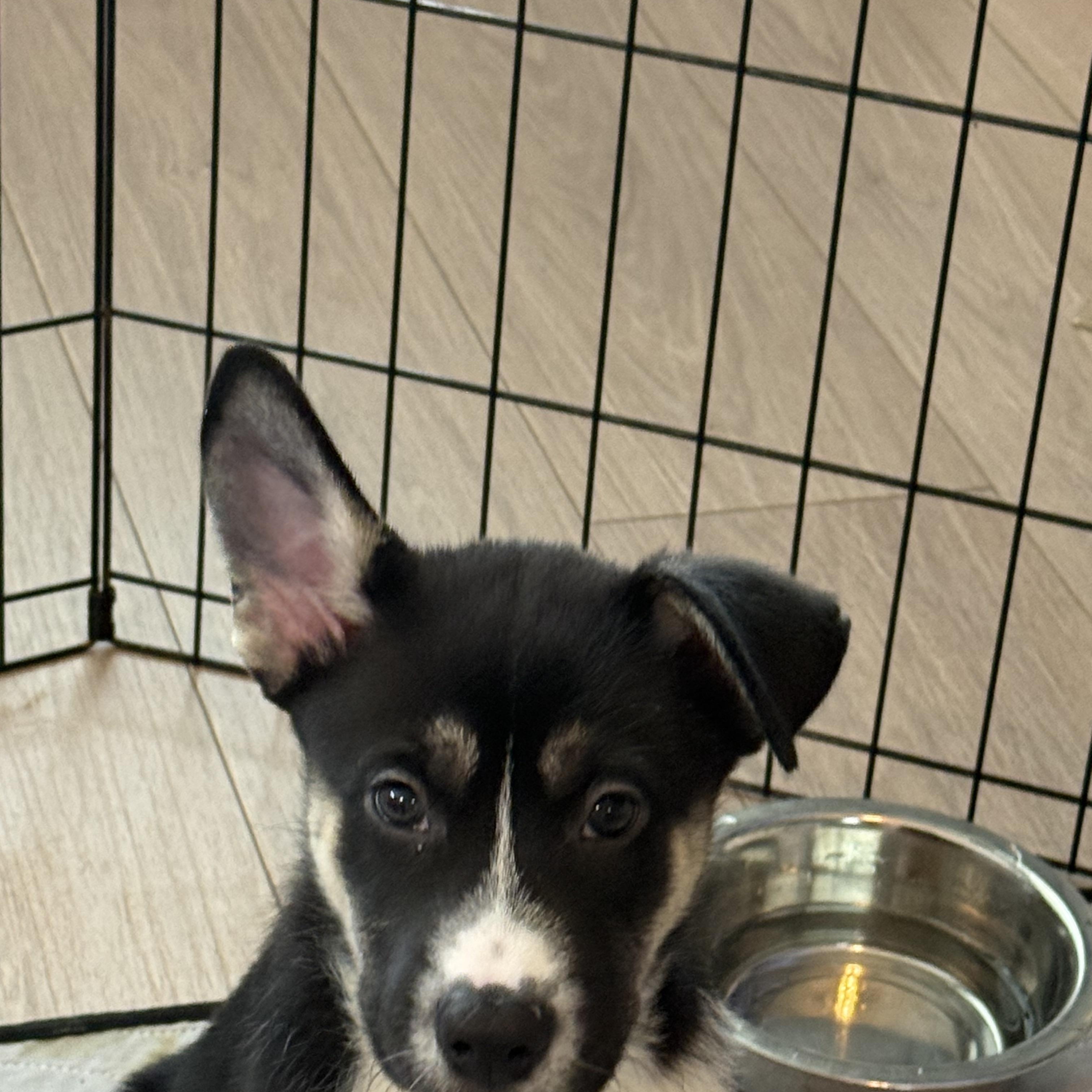 Enlarge Niles Cheers, an adopted mixed breed in Grove city, OH image 4/4