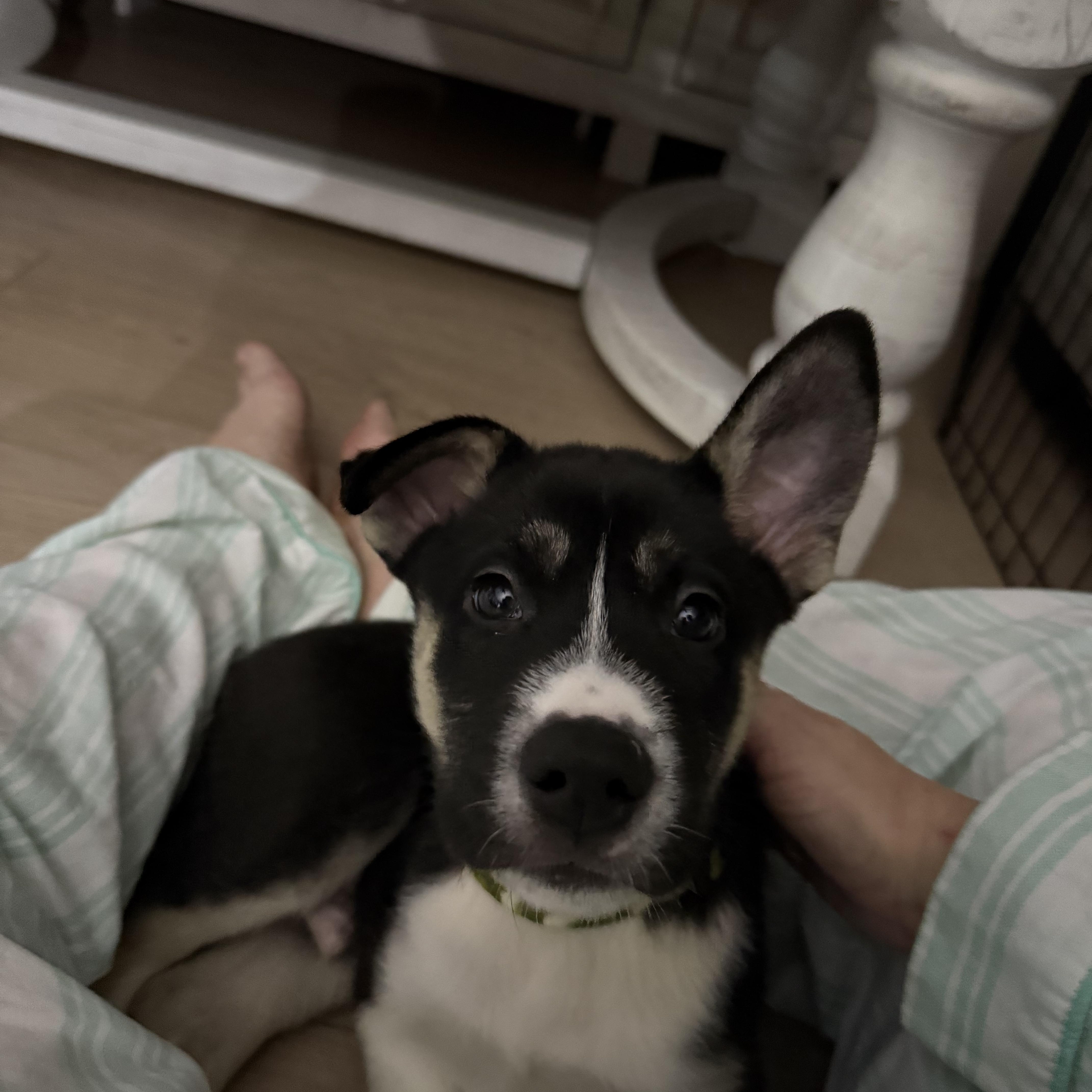 Enlarge Niles Cheers, an adopted mixed breed in Grove city, OH image 3/4