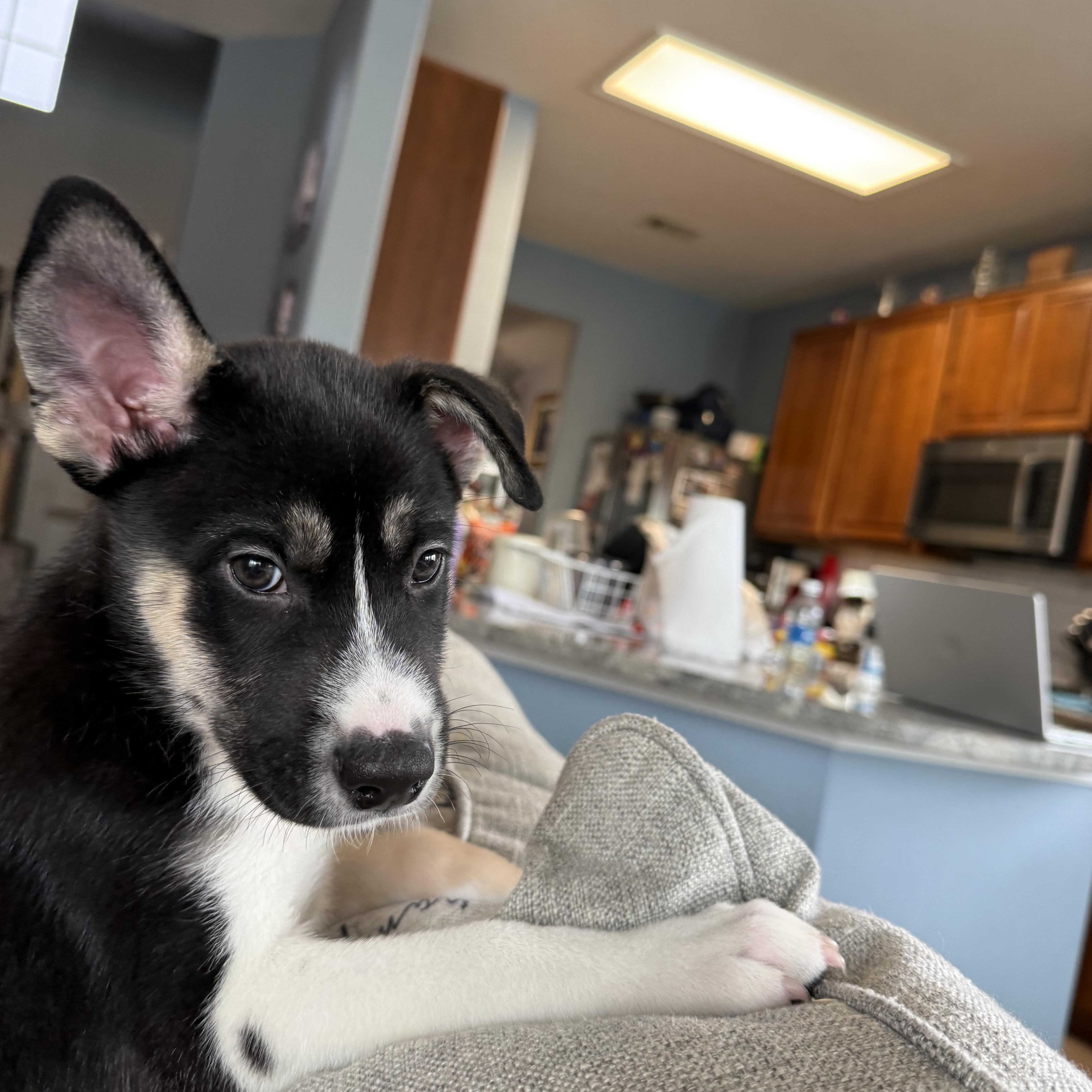 Niles Cheers, adopted, Puppy Male Siberian Husky.