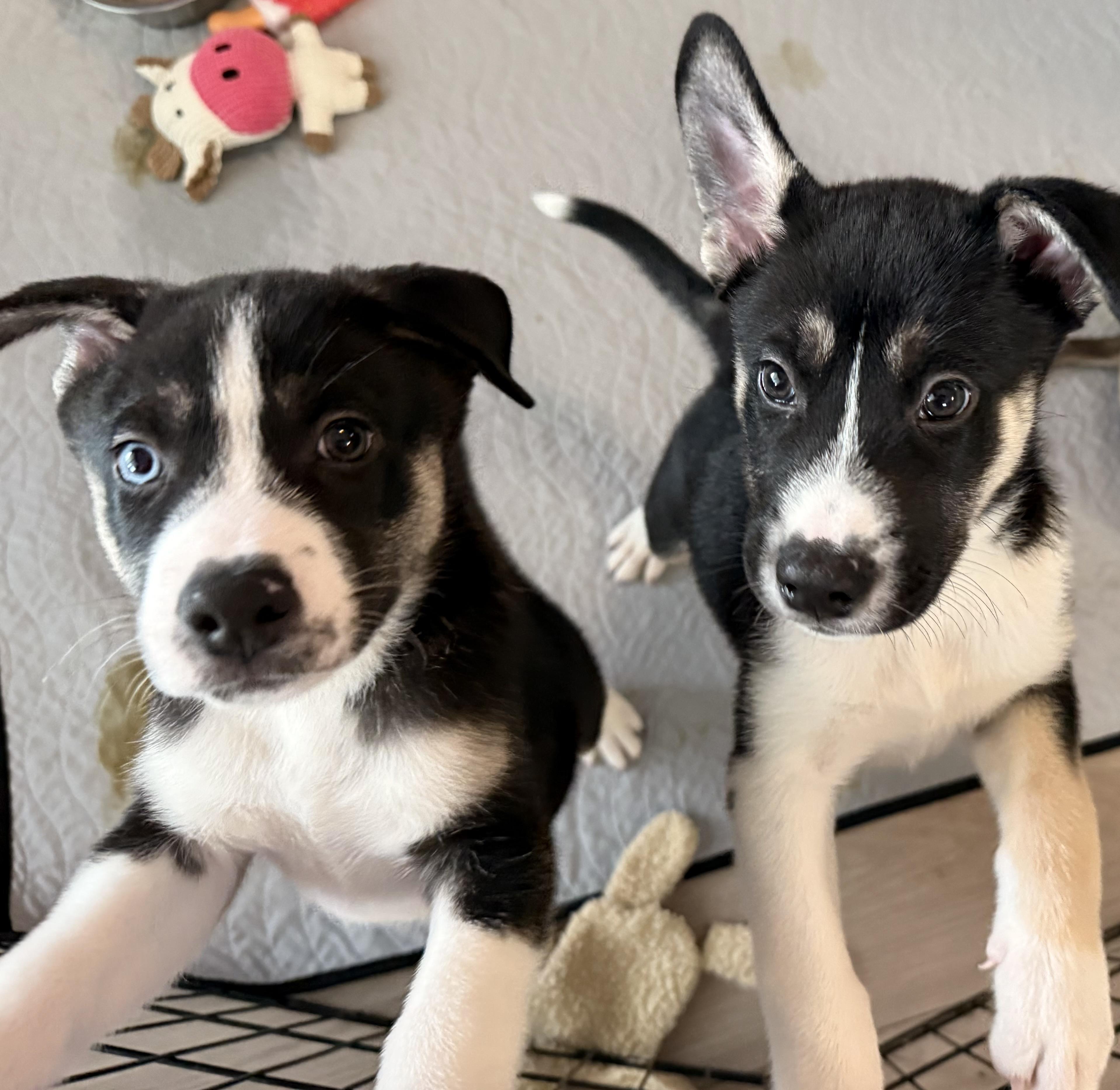 Enlarge Niles Cheers, an adopted mixed breed in Grove city, OH image 2/4