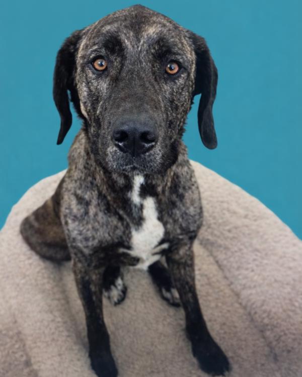 Enlarge Lexa, a Adoptable mixed breed in Novato, CA image 1/1
