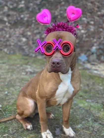Soda Pop, Adoptable, Adult Male Pit Bull Terrier & Mixed Breed.