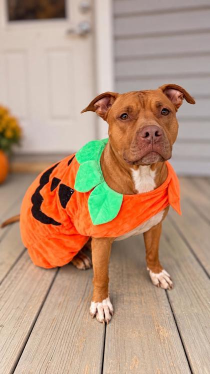 Soda Pop, Adoptable, Adult Male American Staffordshire Terrier & Mixed Breed.
