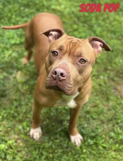 Soda Pop, a Adoptable mixed breed in Dahlonega, GA image 2/3