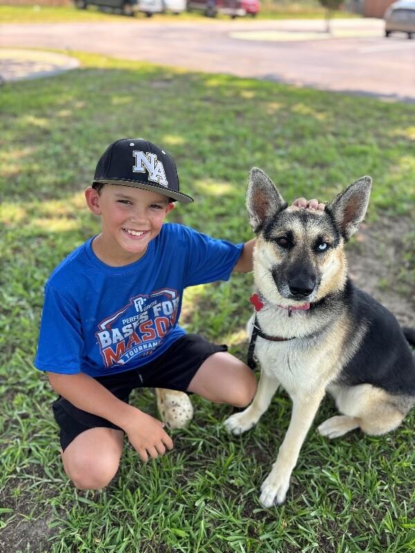 Lana, Adoptable, Adult Female German Shepherd Dog & Husky.
