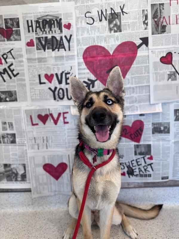 Enlarge Lana, a Adoptable mixed breed in Berkeley Heights, NJ image 1/6