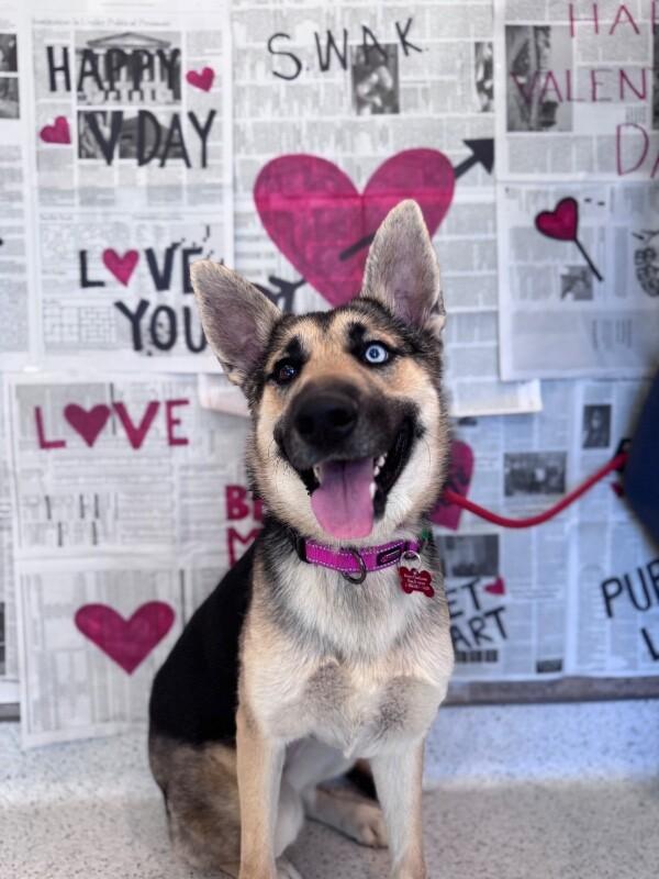 Enlarge Lana, a Adoptable mixed breed in Berkeley Heights, NJ image 6/6