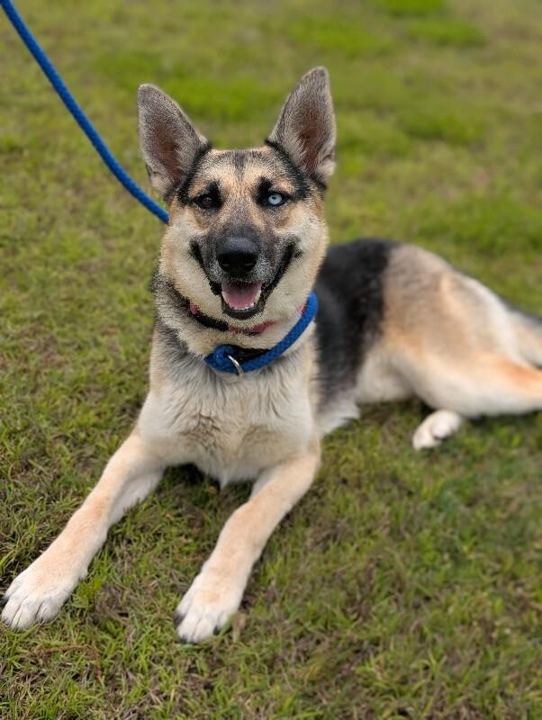 Lana, a Adoptable mixed breed in Berkeley Heights, NJ image 2/6