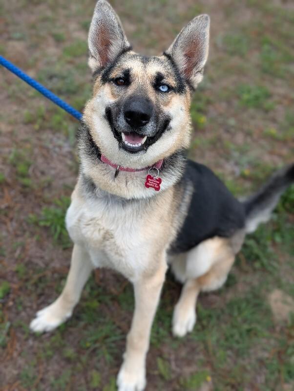 Lana, a Adoptable mixed breed in Berkeley Heights, NJ image 3/6