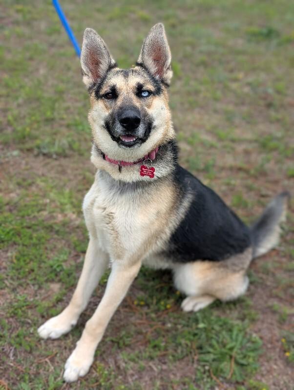Lana, a Adoptable mixed breed in Berkeley Heights, NJ image 4/6