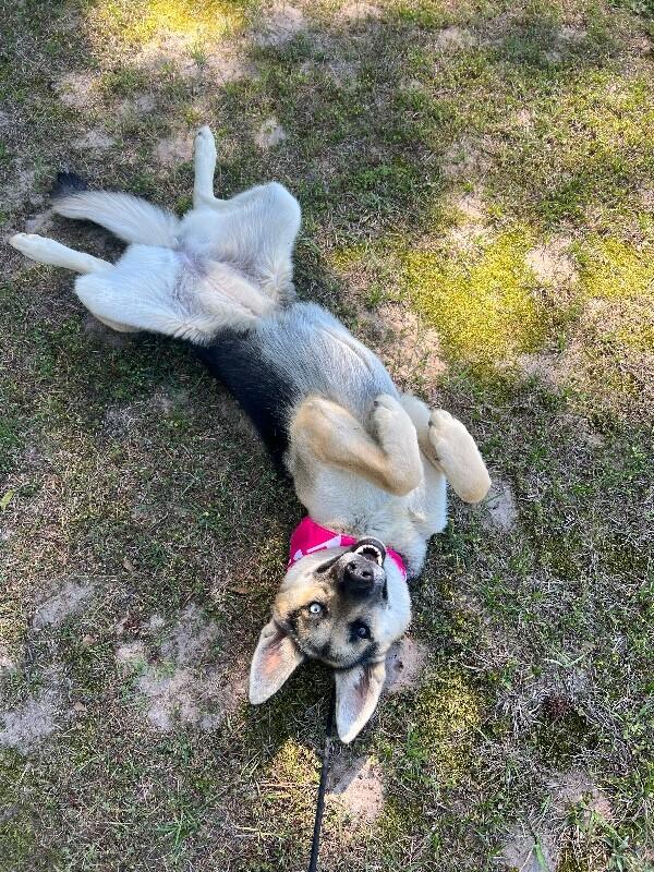 Enlarge Lana, a Adoptable mixed breed in Berkeley Heights, NJ image 2/6