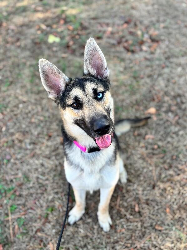 Enlarge Lana, a Adoptable mixed breed in Berkeley Heights, NJ image 3/6