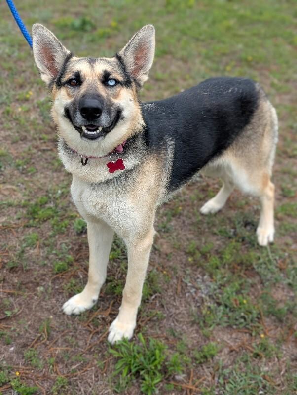 Lana, a Adoptable mixed breed in Berkeley Heights, NJ image 5/6