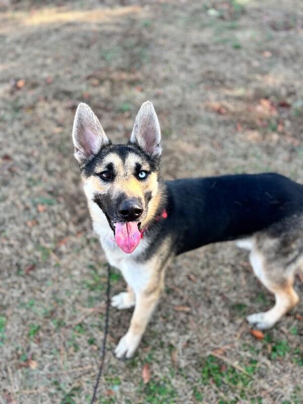 Enlarge Lana, a Adoptable mixed breed in Berkeley Heights, NJ image 4/6