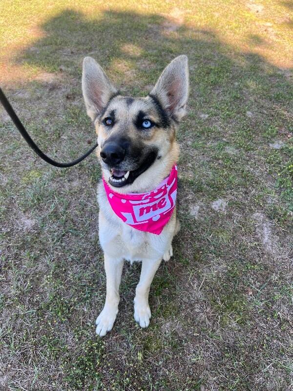 Enlarge Lana, a Adoptable mixed breed in Berkeley Heights, NJ image 5/6