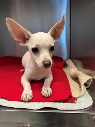 Enlarge Chloe, a Adopted mixed breed in Portland, ME image 1/1