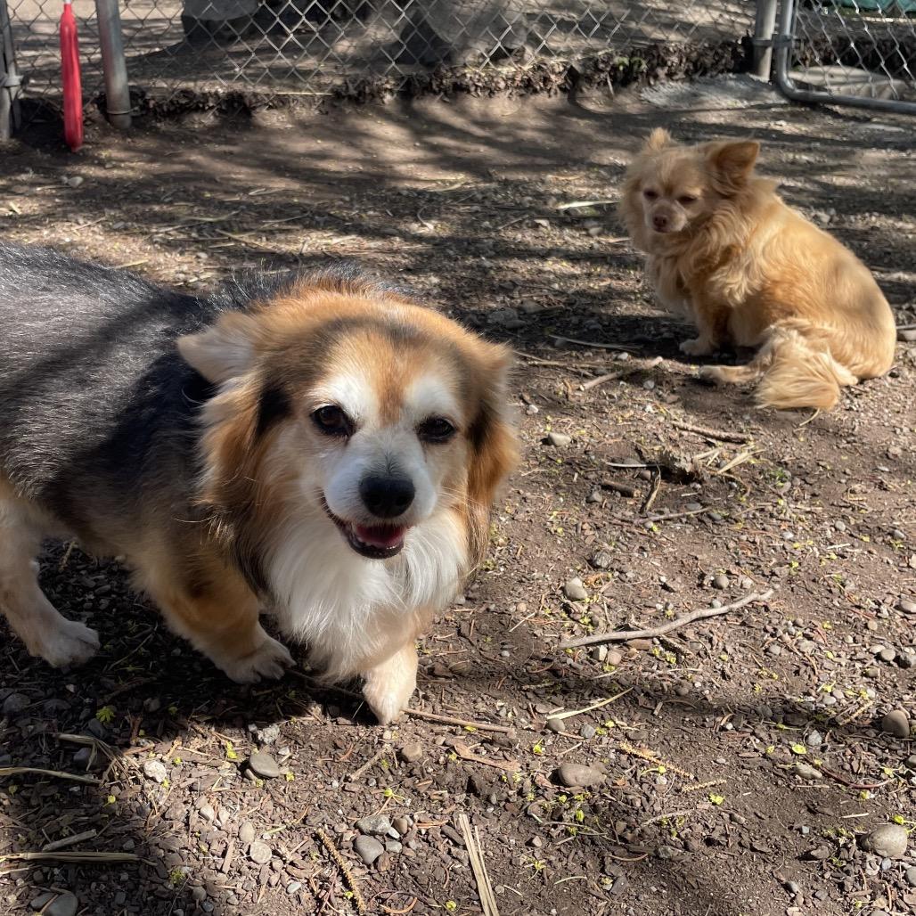 Enlarge King, a Adoptable Chihuahua in Spokane, WA image 1/3