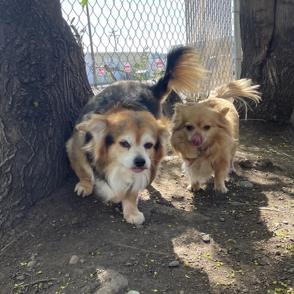 Enlarge King, a Adoptable Chihuahua in Spokane, WA image 2/3